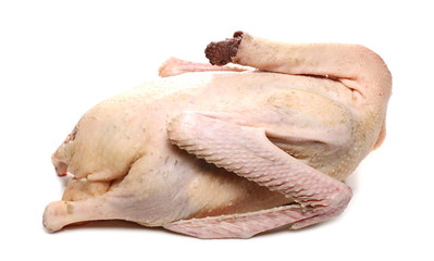 Fresh raw plucked goose isolated on white background