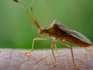 Leaf-footed bug (Homoeocerus marginellus) sits on top of a human skin, super close up.