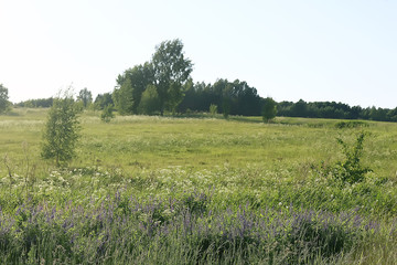 landscape wildflowers / large field and sky landscape in the village, purple flowers wildlife