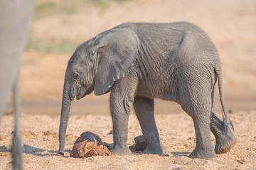 Elephant Calf