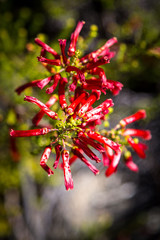 Fynbos vegetation with red flowers that look like little chilies, Western Cape, South Africa