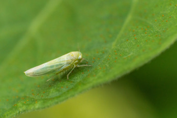 white bug on leaf