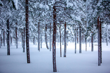 Cold and snowy winter in Lapland
