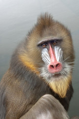 Portrait of Mandrill, Mandrillus sphinx, primate of the Old World monkey family