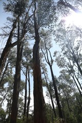 trees and sky