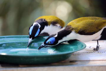 Two Australian Blue-faced Honeyeater birds drinking from a dish of water.
