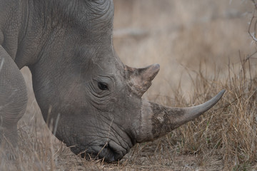 Fototapeta premium White Rhino