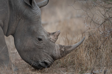 Fototapeta premium White Rhino