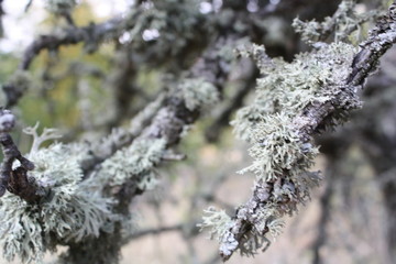 branches covered with snow
