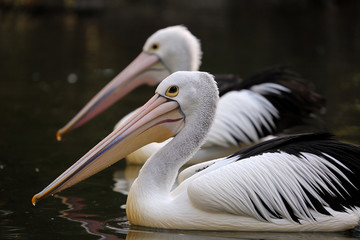 Two pelicans swimming side by side in Victoria, Australia.