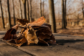 Autumn leaves in the forest