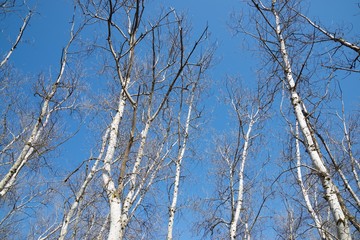 Fototapeta na wymiar Winter forest in Spain.