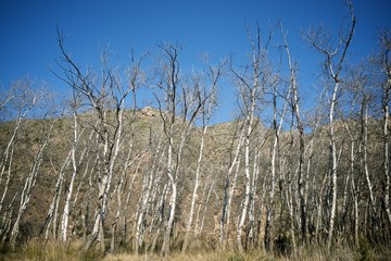 Winter forest in Spain.