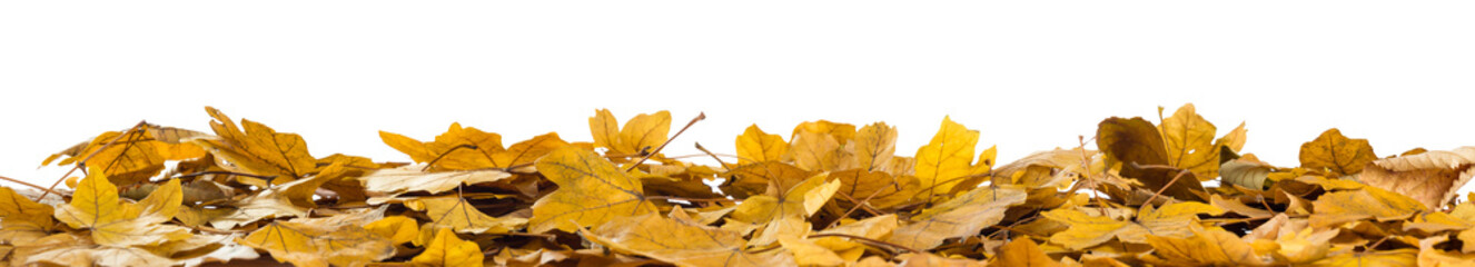 Obraz premium Autumn background. Orange maple leaves in a pile in front of an isolated white background day