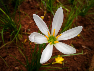 white flowers on green background