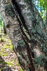 Birch tree trunk split vertically. A hole in a forest tree - a consequence of a lightning strike