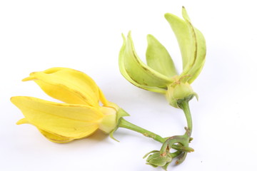 climbing ylang-ylang, climbing ilang-ilang, manorangini, hara-champa or kantali champa, Karawak (thai name).