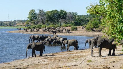 Elephant family drinking together © SimonNyawade