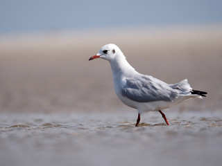Seagulls on the German North Sea beach in summer
