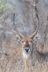 Bull Waterbuck