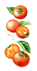 Falling Persimmon fruit and leaves. Watercolor hand drawn illustration  isolated on white background