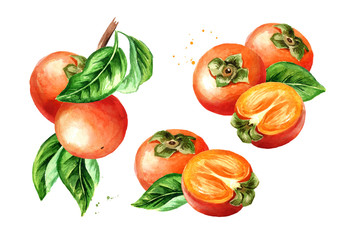 Fresh ripe persimmons set. Watercolor hand drawn illustration, isolated on white background