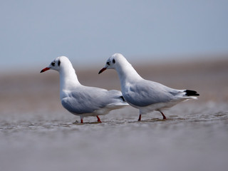 Seagulls on the German North Sea beach in summer