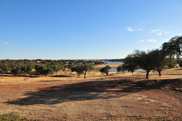 Fototapeta na wymiar Olive orchard near Mourão, Alentejo, Portugal, Alqueva lake in the background