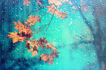 rain window autumn park branches leaves yellow / abstract autumn background, landscape in a rainy window, weather October rain