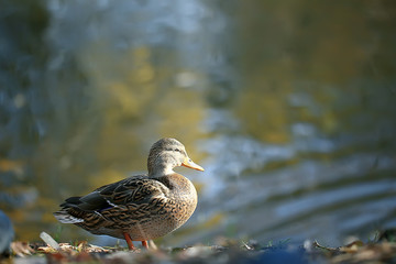 duck autumn park pond / bird by the pond in the park, mallard migratory bird