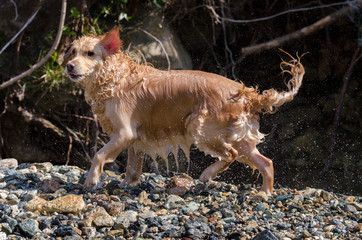 honey color golden retriever that swims, runs and plays in a little lake