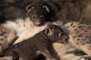 Spotted Hyena and pups