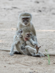Obraz premium Vervet Monkey