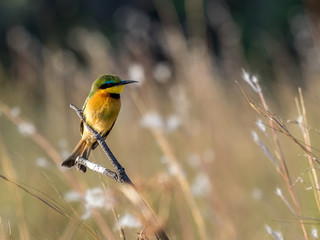 Little Bee-Eater