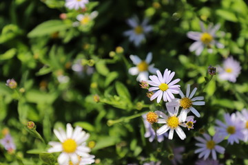 daisies in the grass