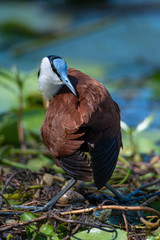African Jacana