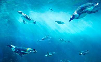 A herd of African Penguins fishing. Ocean underwater with marine animals. Sun rays passing through the water surface.