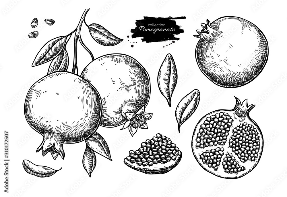 Wall mural pomegranate vector drawing. hand drawn tropical fruit illustration.