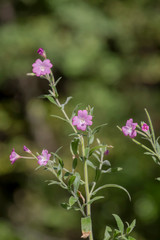 Plant (Epilobium villosum) grows in a mountain forest close-up