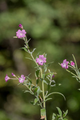 Fototapeta premium Plant (Epilobium villosum) grows in a mountain forest close-up
