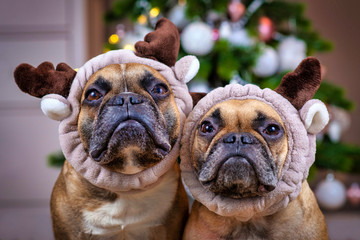 Pair of cute brown French Bulldog dogs dressed up as reindeers with plush antler headbands in front...
