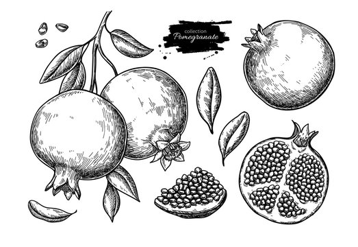 Pomegranate vector drawing. Hand drawn tropical fruit illustration.