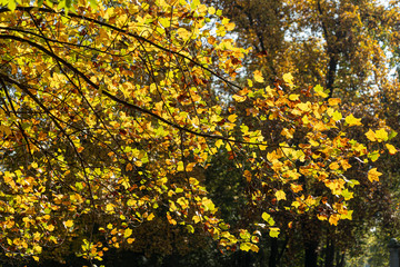 Foliage at fall in the Monza Park