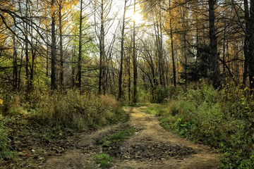 Fototapeta na wymiar autumn landscape in the park / seasonal yellow landscape sunny park with fallen leaves
