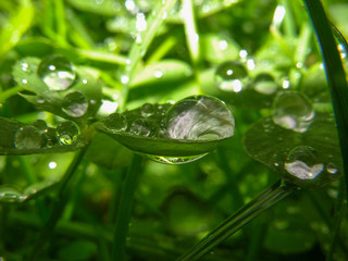 Drops on the grass