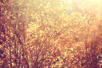 yellow leaves bokeh seasonal background / beautiful autumn leaves yellow branches abstract background, leaf fall concept