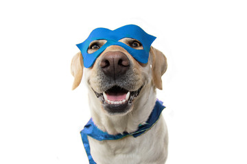 DOG SUPER HERO COSTUME. LABRADOR CLOSE-UP WEARING A BLUE MASK AND A CAPE.  CARNIVAL OR HALLOWEEN. ISOLATED ON  WHITE BACKGROUND. © Sandra