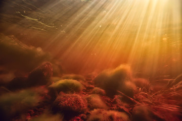 underwater photo of freshwater pond / underwater landscape with sun rays and underwater ecosystem, algae and water lilies