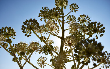 芸術的な美しさを持つ植物（逆光による撮影）