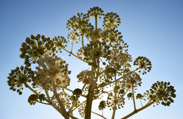 八手（ヤツデ）